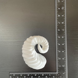 A white ram horn lying on a table next to an L shaped ruler to show its size.