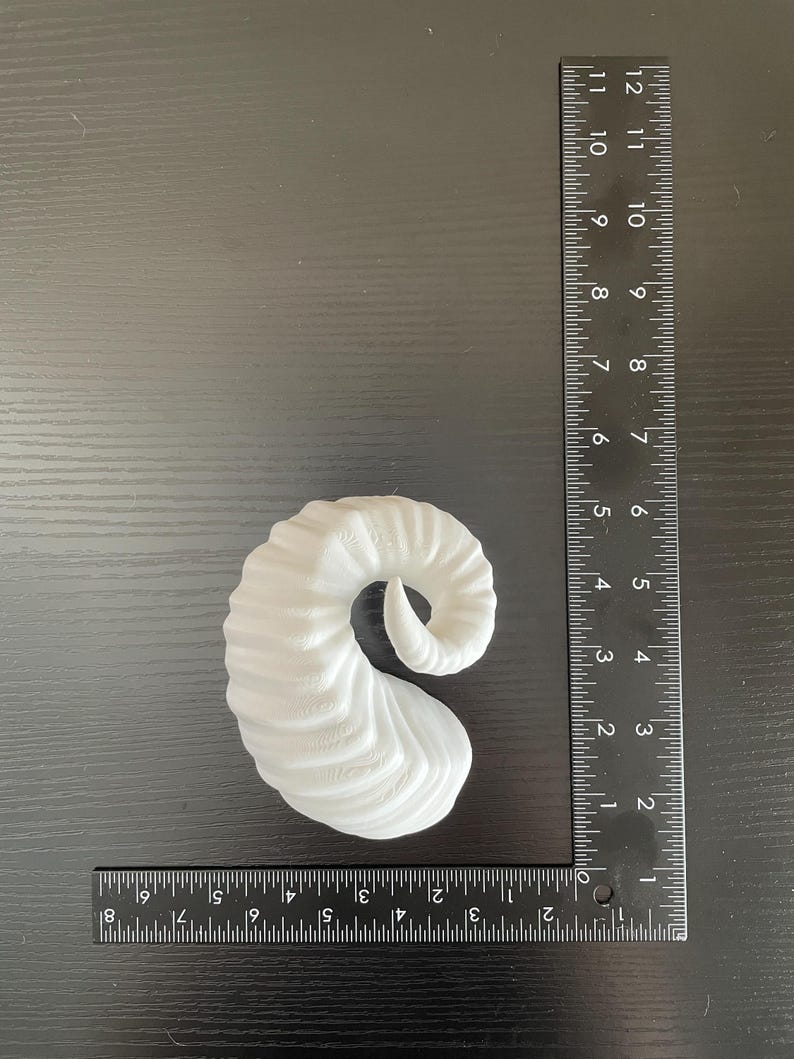 A white ram horn lying on a table next to an L shaped ruler to show its size.