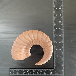 A brown nordic ram horn lying on a table next to an L shaped ruler to show its size.