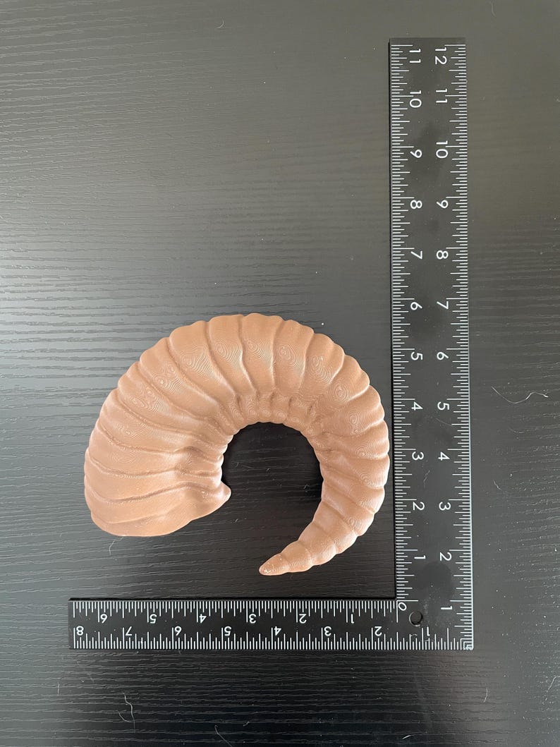 A brown nordic ram horn lying on a table next to an L shaped ruler to show its size.
