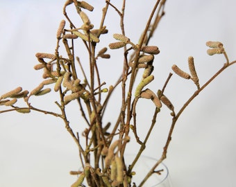 Hazel Tree, British - Catkins, Lambs Tails, Hazel Seeds, On Branch, Decor, Floristry, Natural, Celtic Wales, UK Sourced ' Tree of Knowledge