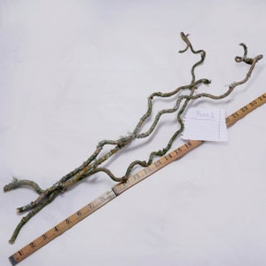 Contorted Hazel Corylus Branches Curly Twigs Corkscrew Natural Twisted  Stems Minimalist Japandi Decor Wabi Sabi Spring Twigs for Vase 