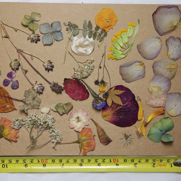 British Dried Flower Assortment - Scrapbooking, Card Making, Cow Parsley, Petals, Miniature Roses, Vetch - Craft Supplies, Wedding Decor