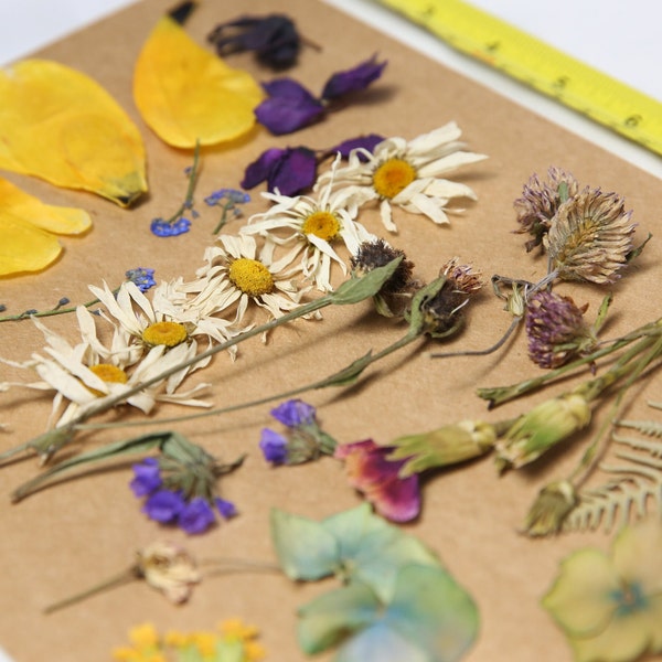 REAL British Dried Wildflower Flowers - Craft Supplies, Wedding Decor, Floral Art, Scrapbooking, Card Making, Daisy, Tulip, Fern, Sweet Pea,