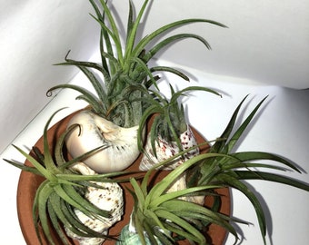 Air Plant in Seashell