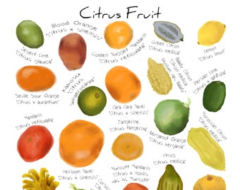 Citrus art print, Fruit identification wall chart, Lemon and orange illustration art print, Food wall decor, A3 art print,
