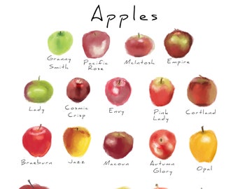 Apple illustration art print, Apples wall chart, Fruit art print, Food illustration wall decor, A3 wall art,