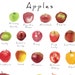 Citrus Art Print, Fruit Identification Wall Chart, Lemon and Orange ...