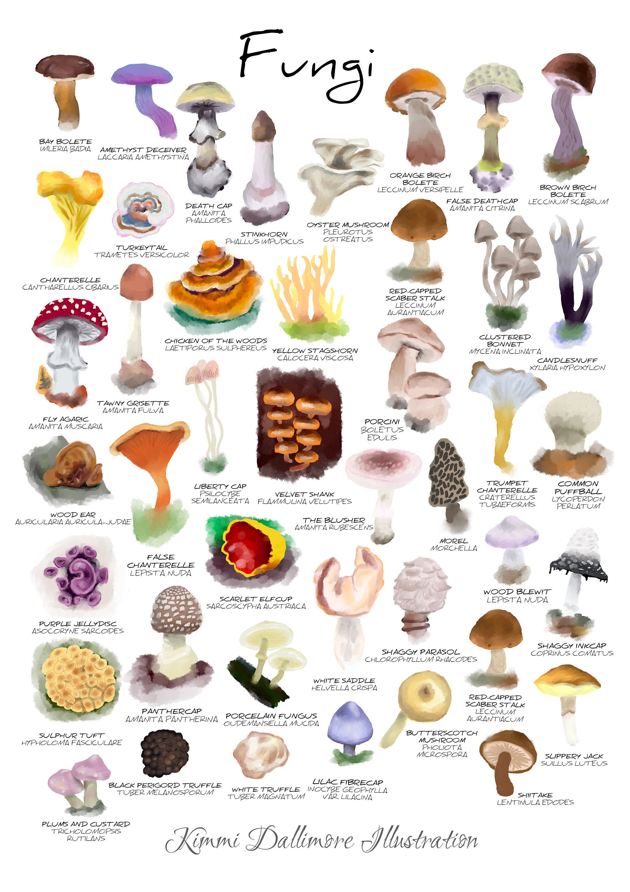 Fungi illustration art print Fungi wall chart Mushroom art Etsy