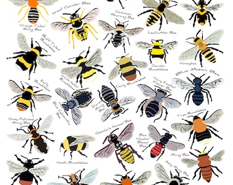 Bee Varieties Art Print: Nature Wall Chart, Insect Illustration