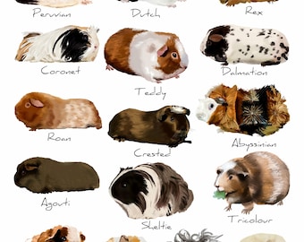 Pets4homes Abyssinian Guinea Pig For Sale Pets Lunkarya Guinea Pig