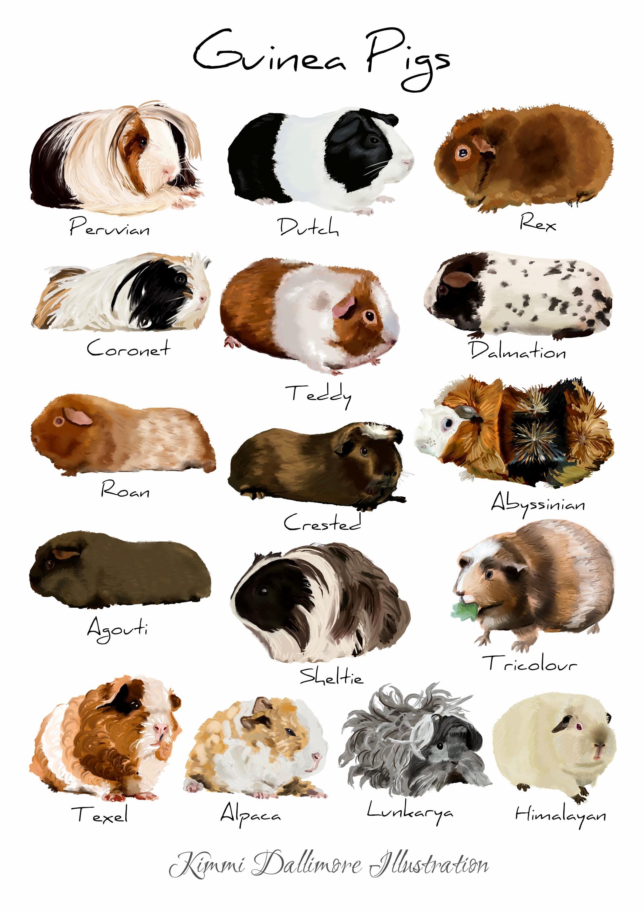Guinea Pig Breeds Personalities Guinea Pig Breeds Personalities