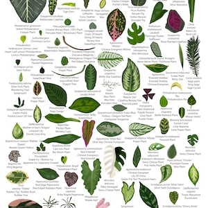 A3 Kunstdruck von Zimmerpflanzenblätter Illustration, Blattsorten, Zimmerpflanzen Arten Kunstdruck, Kunst für Zimmerpflanzen Liebhaber,