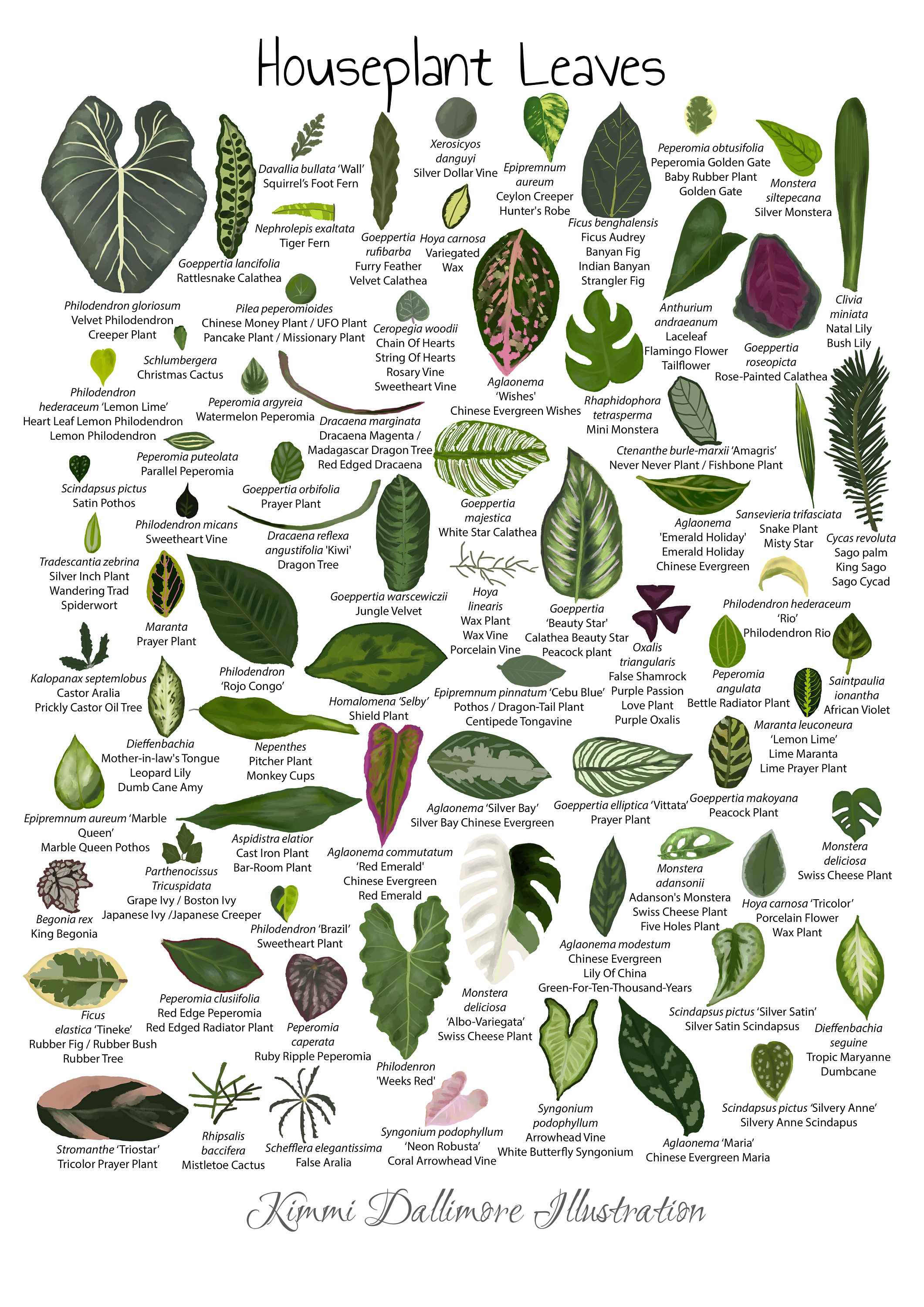 house plant seeds Grow your own Jungle Houseplant Seed Collection
