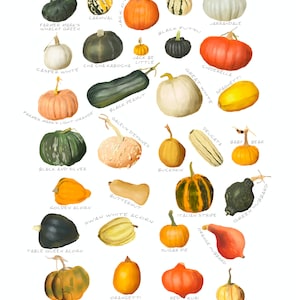 Pumpkins Squash - 11.7 X 16.5 in Art Print, Food, Home Decor ...