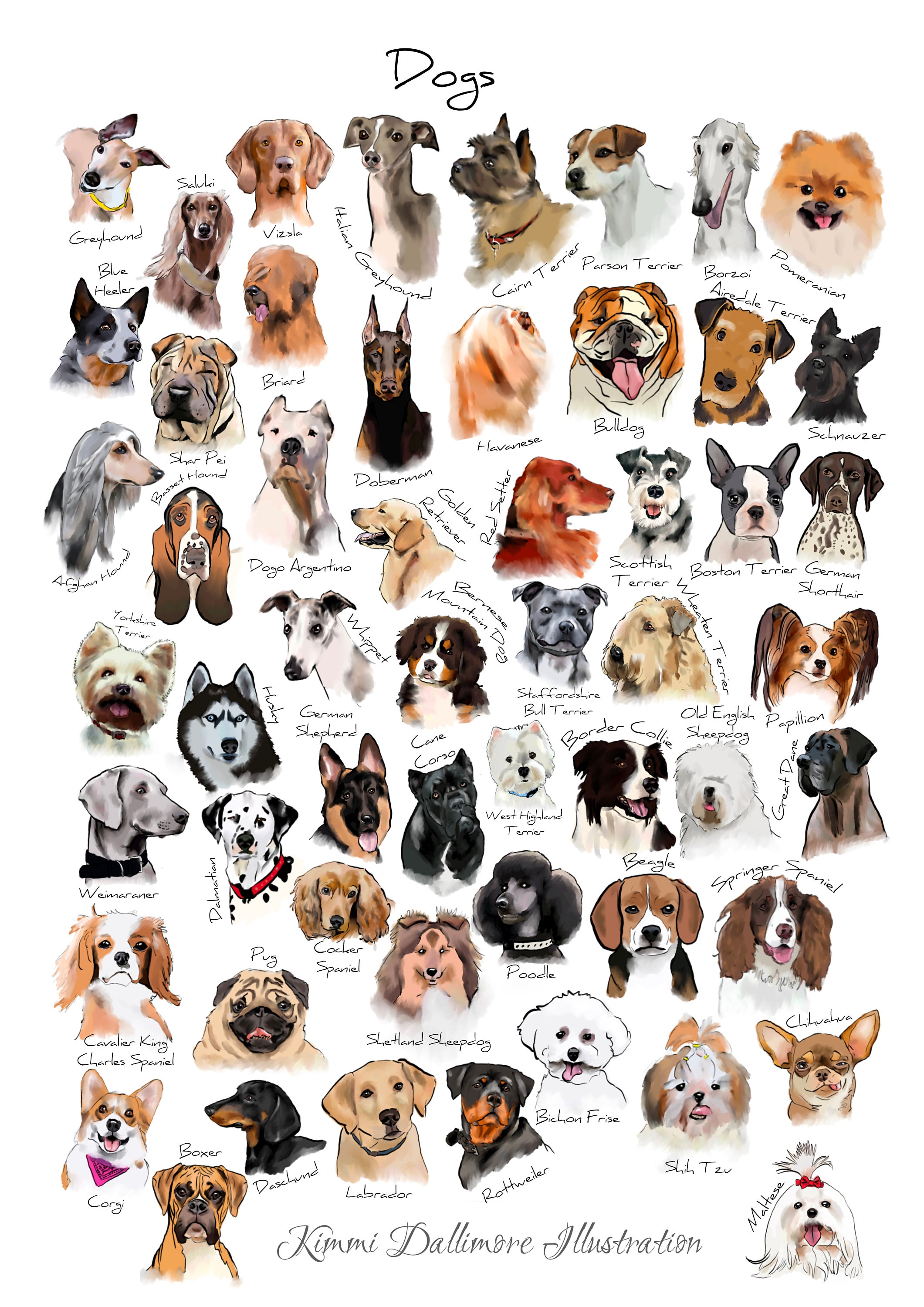 Dog Breed Illustration Dog Varieties Wall Chart Dog Types Etsy