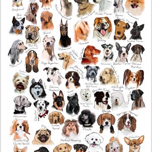 Dog Breed Illustration Art Print: Dog Varieties Wall Chart