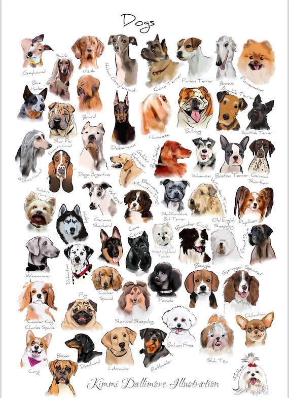 List Of Small Dog Dog Variety And Name Dog Breed Illustration Art