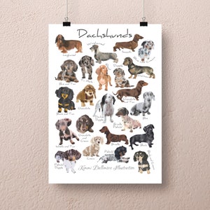 Dachshund Types Art Print: Sausage Dog Breeds Wall Chart (A3)