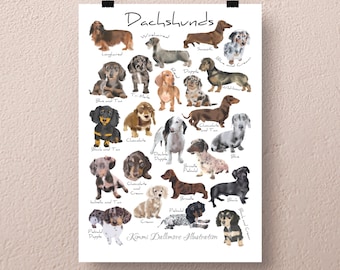 May include: A colorful illustration of different dachshund breeds, including longhaired, smooth, and wirehaired. Each dachshund is depicted in a variety of colors, including black, brown, tan, cream, and blue. The illustration is titled "Dachshunds" and includes the artist's name, "Kimmi Dallimore Illustration."