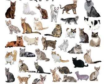 Cat Breed Illustration Art Print: Cat Varieties Wall Chart