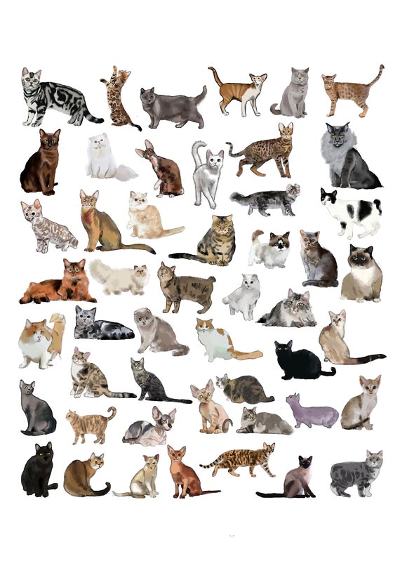 Cat Breeds & Types