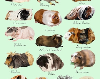 American Silkie Guinea Pig HOT Satin Guinea American Guinea Pig