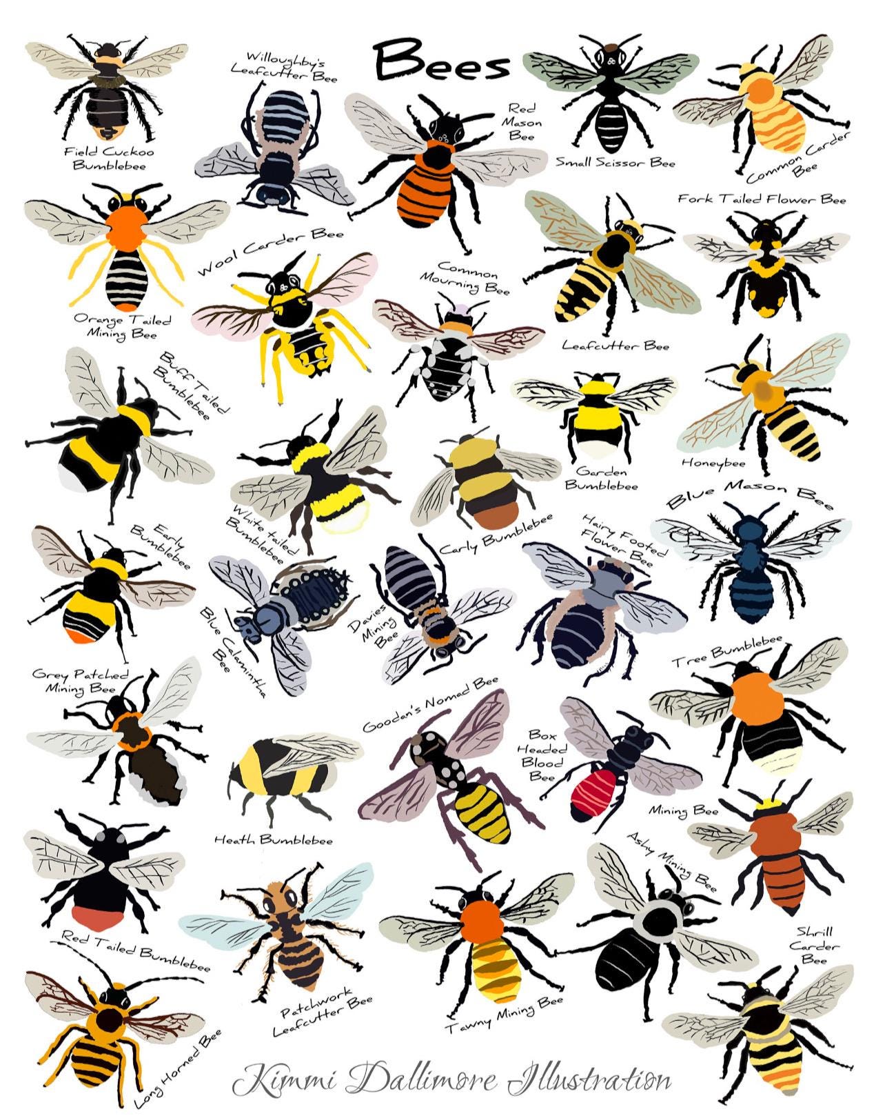 Bee Varieties Art Print: Nature Wall Chart, Insect Illustration - Etsy