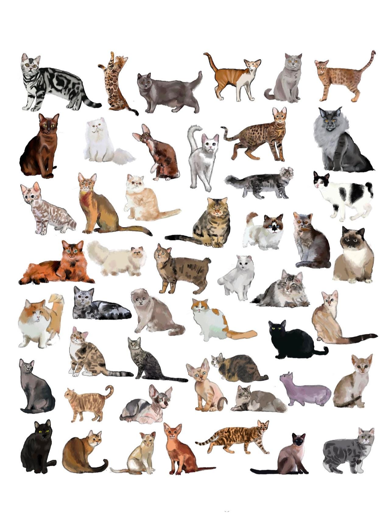 Cat Examples Cat Breed Illustration Art Print: Cat Varieties Wall Chart - Etsy