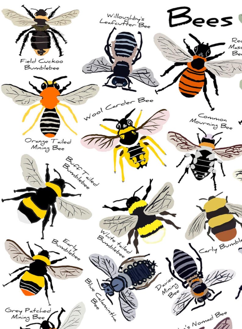Bee Varieties Art Print: Nature Wall Chart, Insect Illustration - Etsy