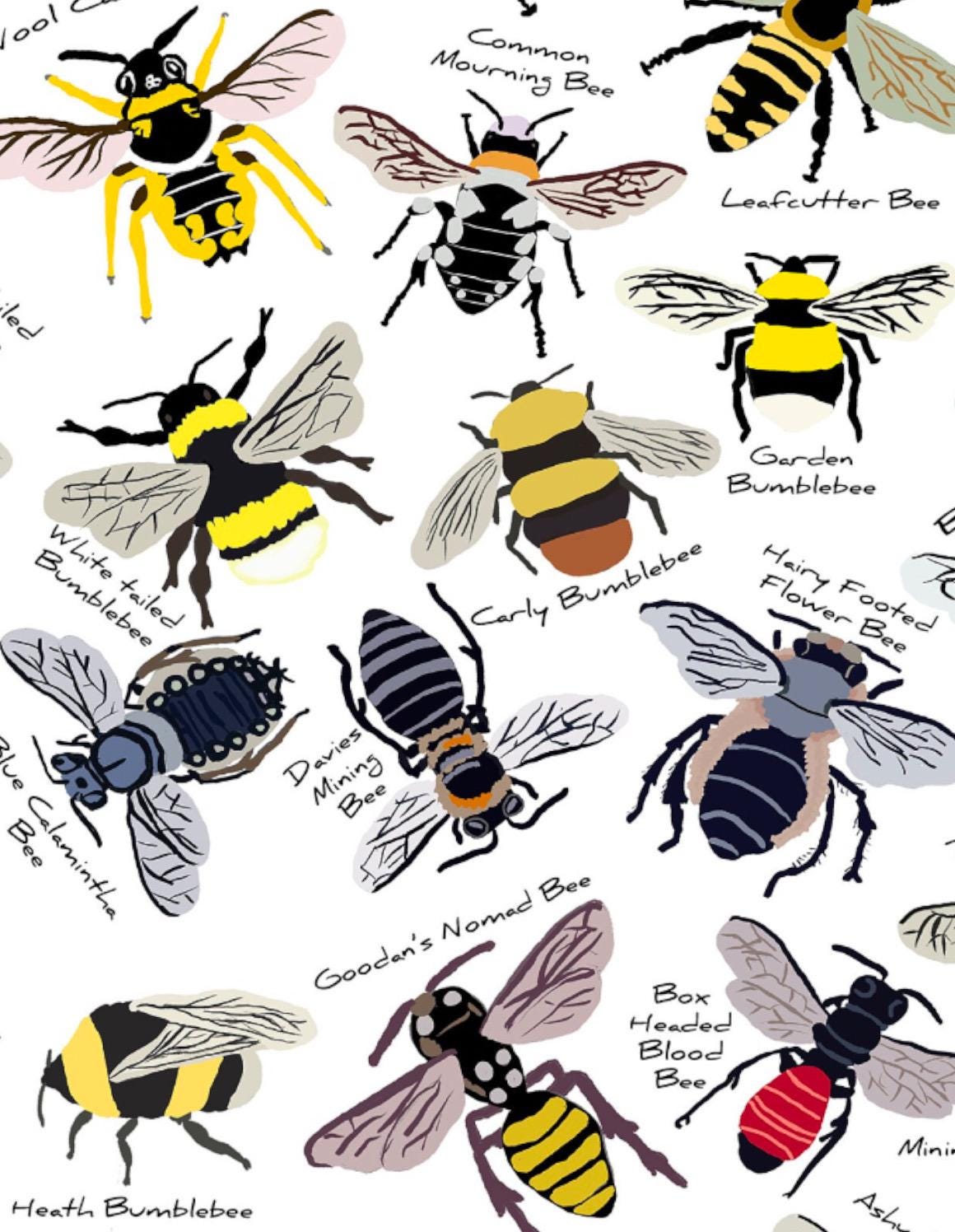 Bee Varieties Art Print: Nature Wall Chart, Insect Illustration - Etsy