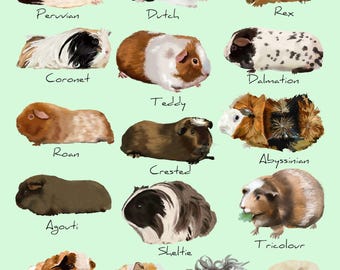 Guinea Pig Breeds Art Print: Colorful Cavy Illustration