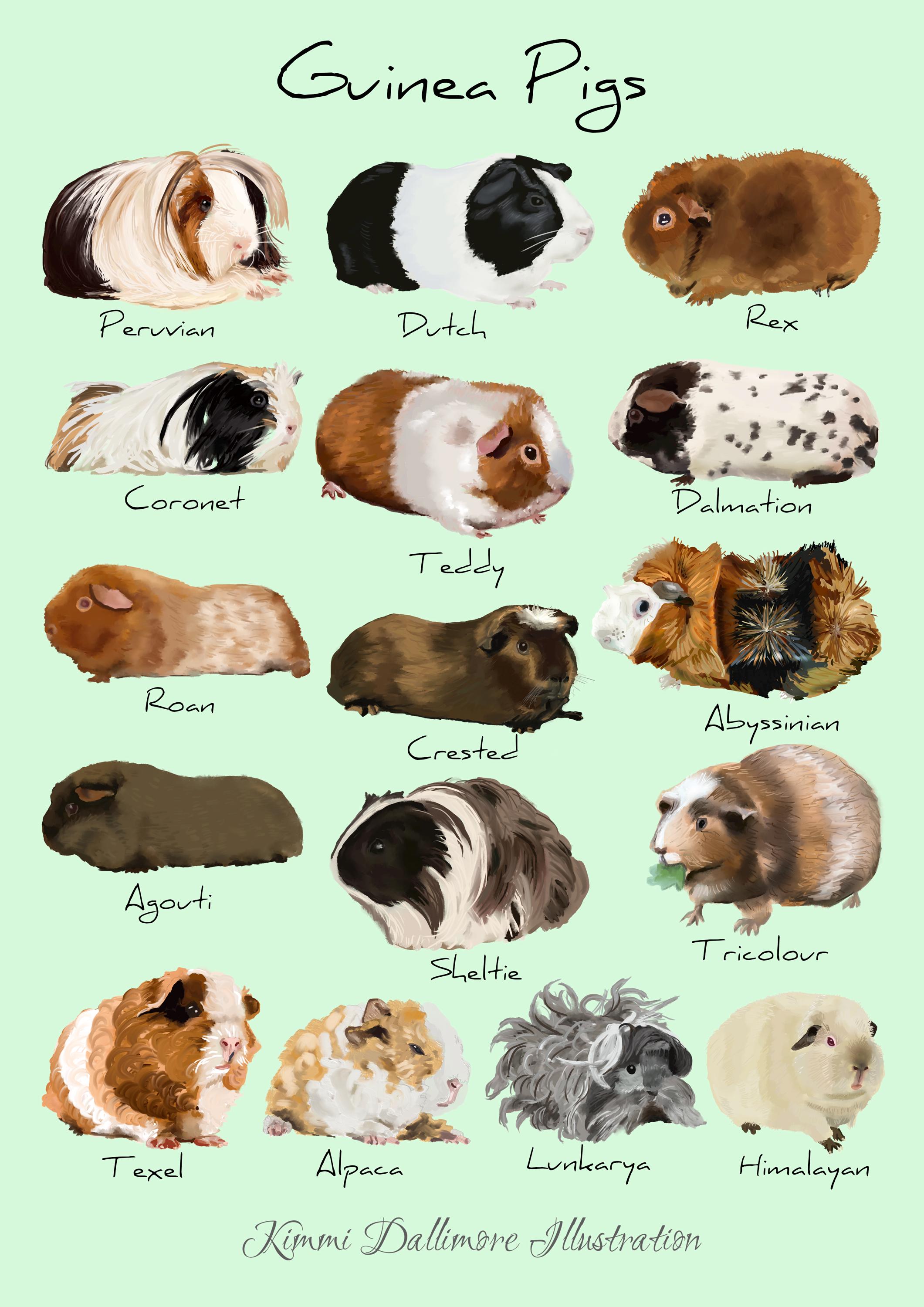 Illustrazione delle razze di porcellini dIndia Stampa artistica colorata di  porcellini dIndia, regalo per gli amanti degli animali domestici, tabella  delle specie di roditori, poster di animali carini, regalo per gli amanti