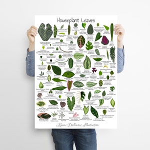 Houseplant Leaves Illustration A2 poster print, Leaf Varieties Wall Chart, Houseplant Types Poster Print, Art For Houseplant Lovers,