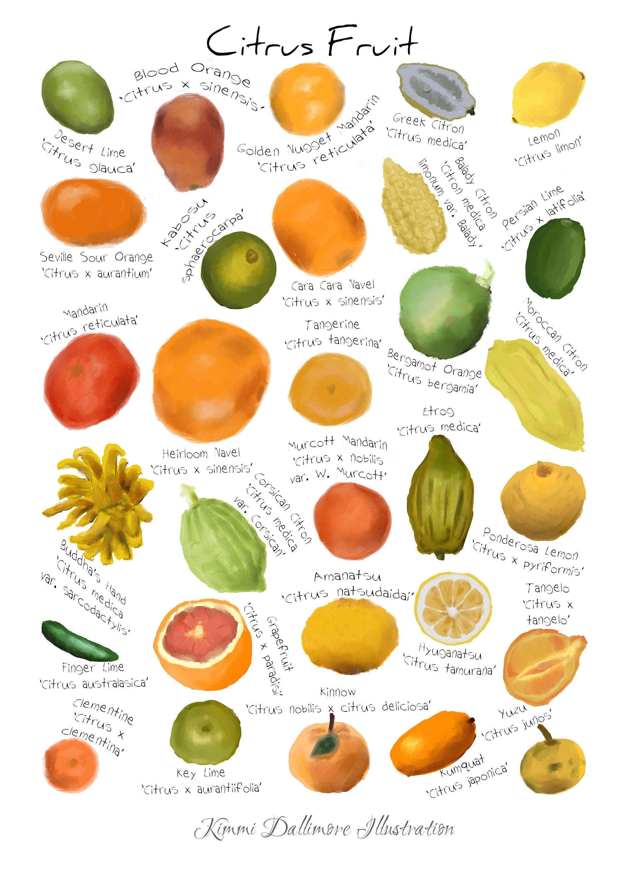 Citrus Art Print, Fruit Identification Wall Chart, Lemon and Orange