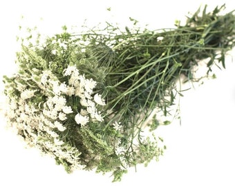 KHELLA AMMI  VISNAGA  "Green Mist " Dentelle Queen Anne's Lace 50 Graines Seeds