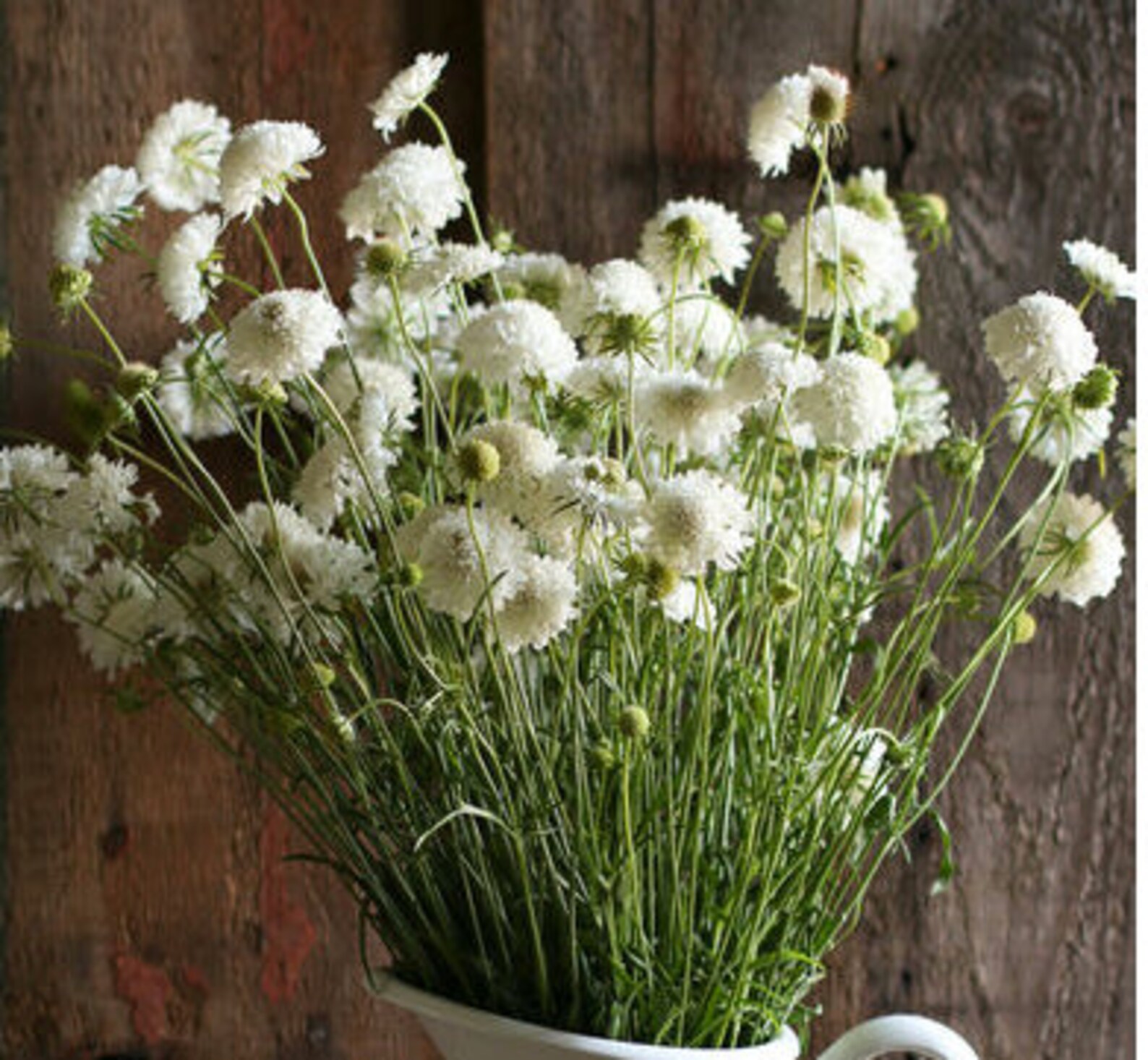 Organic Scabiosa Pincushion 'SNOW MAIDEN' WEDDING Etsy