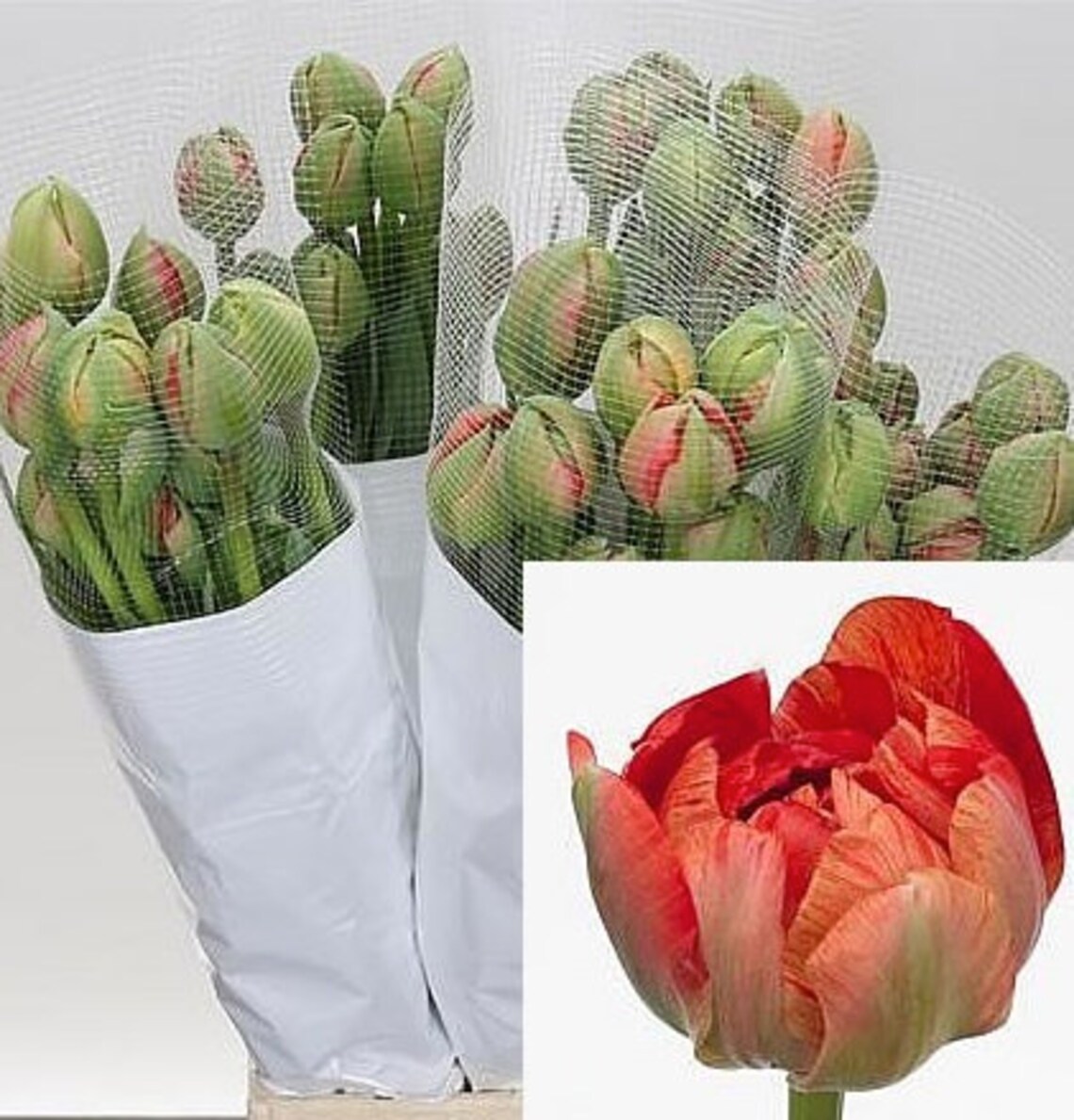 Fall Pre Order French Tulip Bulbs Double Gudoshnik Etsy
