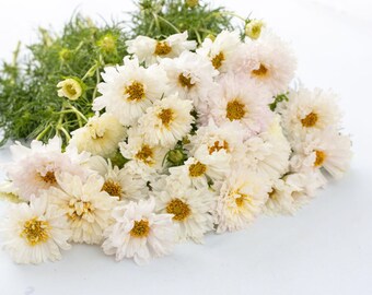 Organic COSMOS /'Double Click Snow Puff /' 25pkt