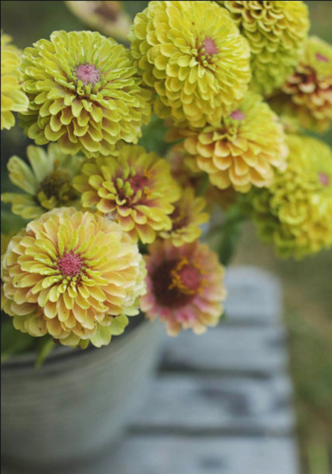 Organic Zinnia 'QUEEN LIME BLUSH' 25/pkt Etsy