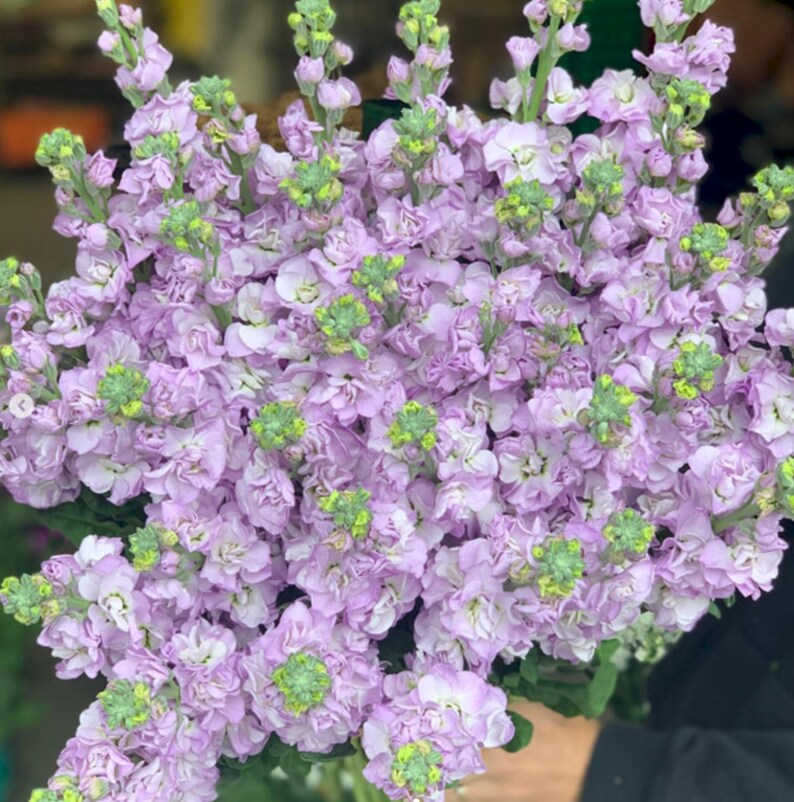 Giant Florist Type Stock 'malmaison Pink' 50 Seeds/pkt Etsy