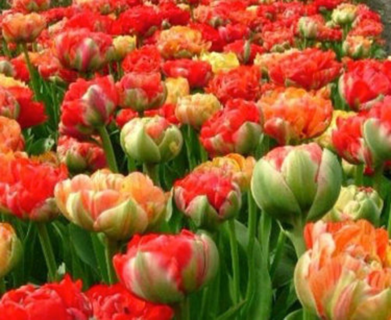 Fall Pre Order French Tulip Bulbs Double Gudoshnik Etsy