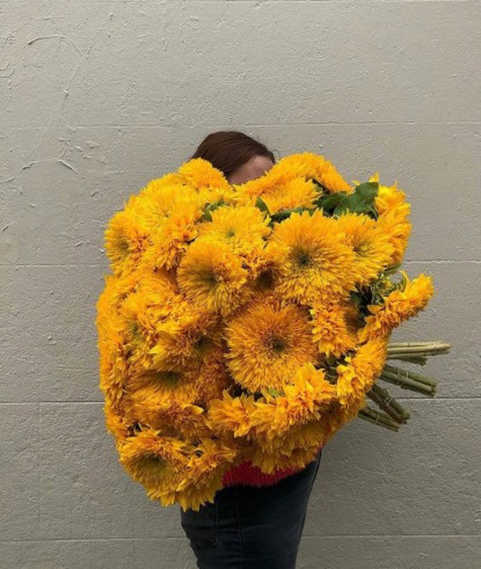 Organic Sunflower 'TEDDY BEAR' 20/PKT Etsy