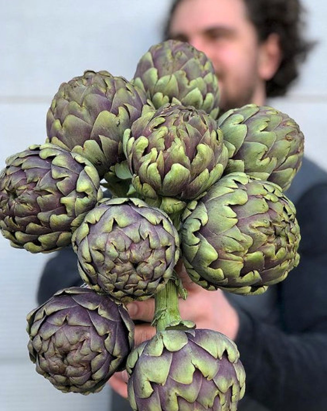 Organic Heirloom Artichoke 'PURPLE ITALIAN GLOBE' Etsy