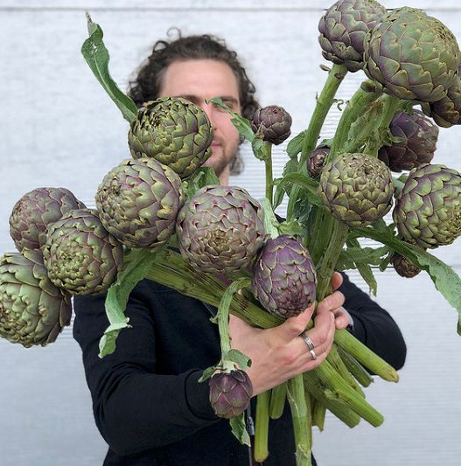 Organic Heirloom Artichoke 'PURPLE ITALIAN GLOBE' Etsy