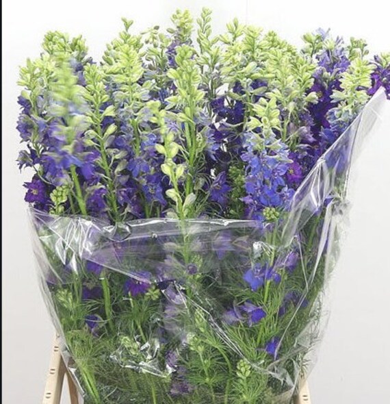 Organic Larkspur ’ BLUE CLOUD ’ 30/PKT | Etsy