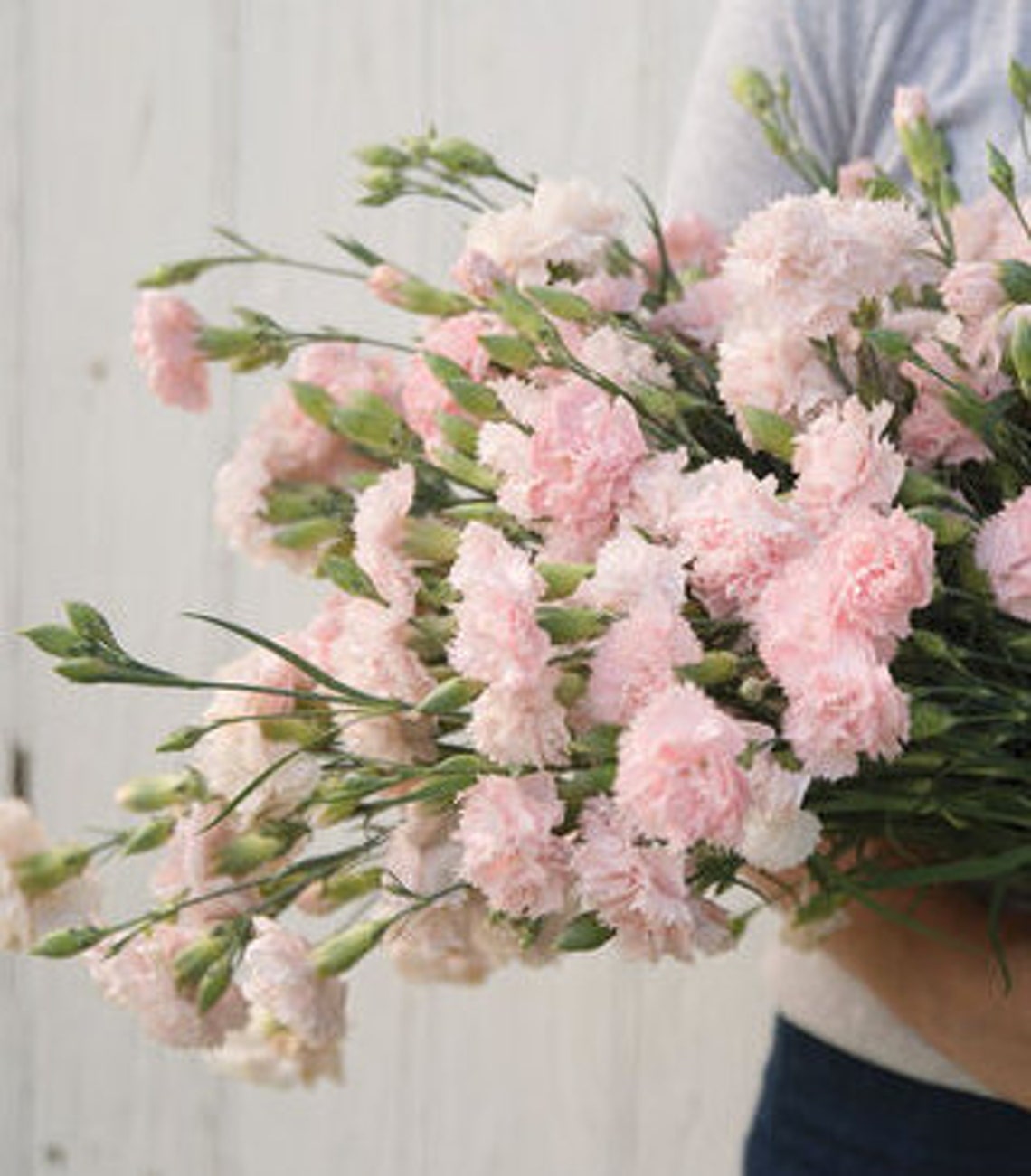 Organic Heirloom CARNATION 'LA FRANCE ' 50/pkt Etsy