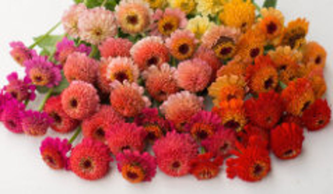 Zinnia Candy Mix zinnia Elegans 50 Seeds/pkt Etsy