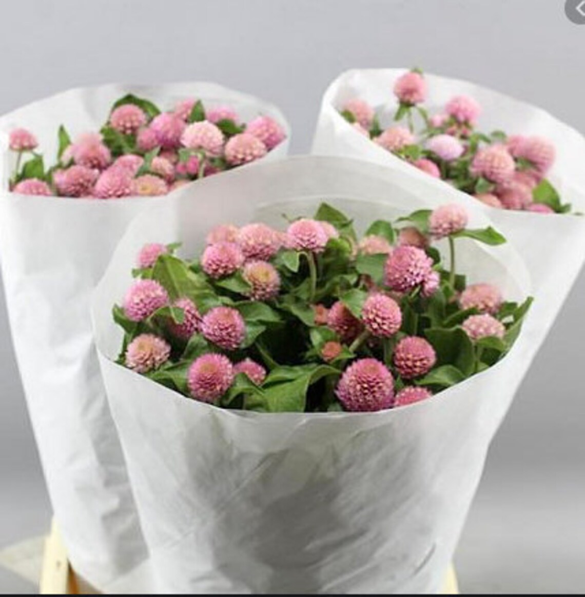 Organic Gomphrena Globosa QIS Pink 30/Pkt Etsy