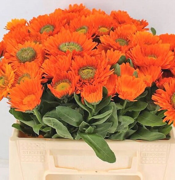 Calendula Calypso Series Orange Dark Eye Annual Seeds Calendula Calypso Series Orange Dark Eye Annual Seeds